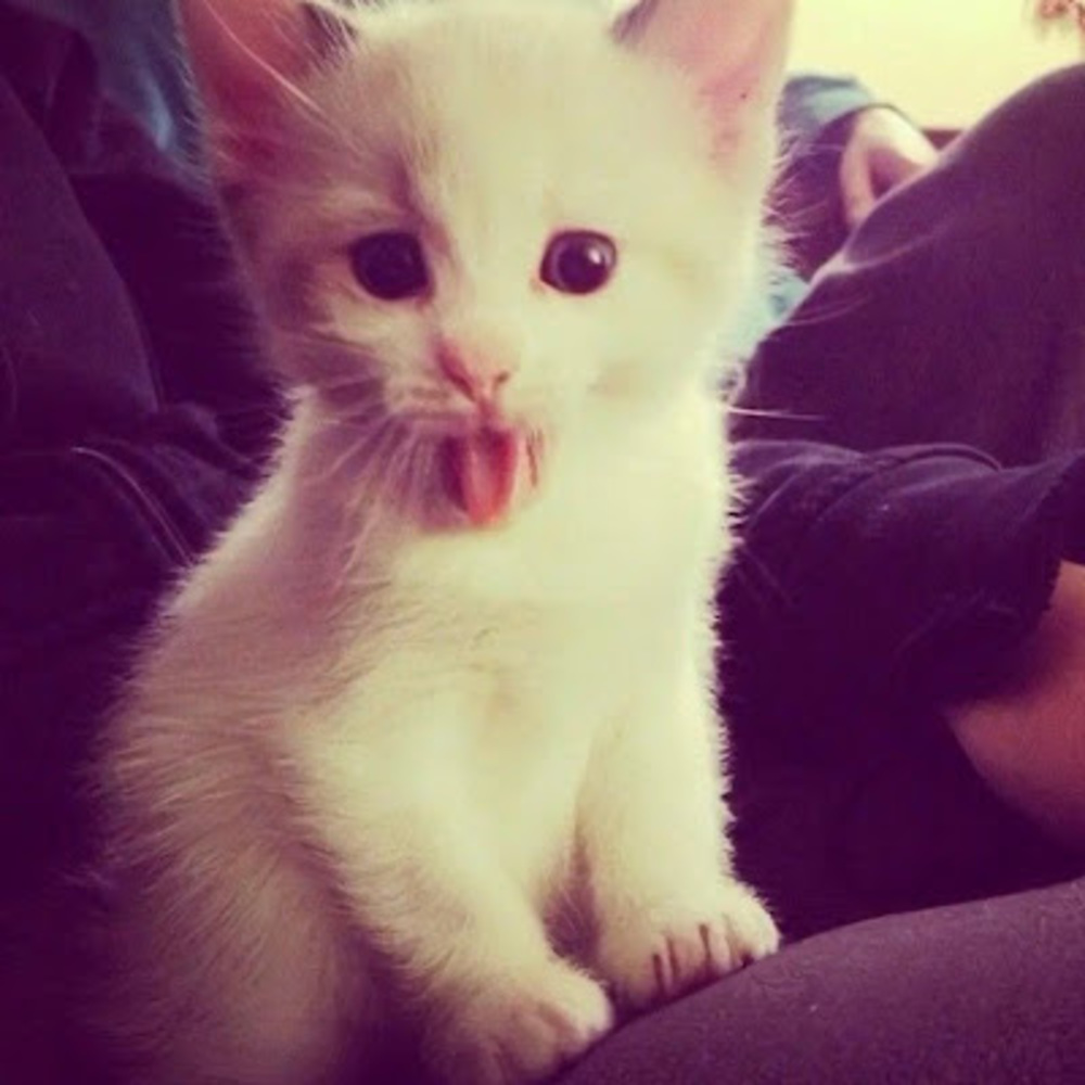 Meet your Posher, Avaa